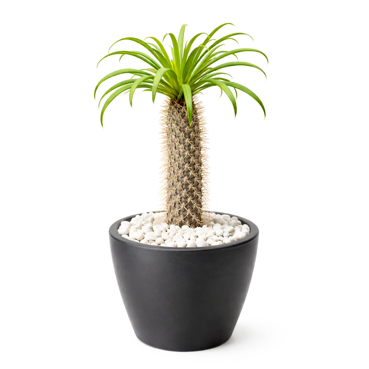 Pachypodium 'lamerei', Madagascar Palm, 6 inch unique live houselant, decorative houseplants, indoor plants for sale