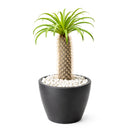Pachypodium 'lamerei', Madagascar Palm, 6 inch unique live houselant, decorative houseplants, indoor plants for sale