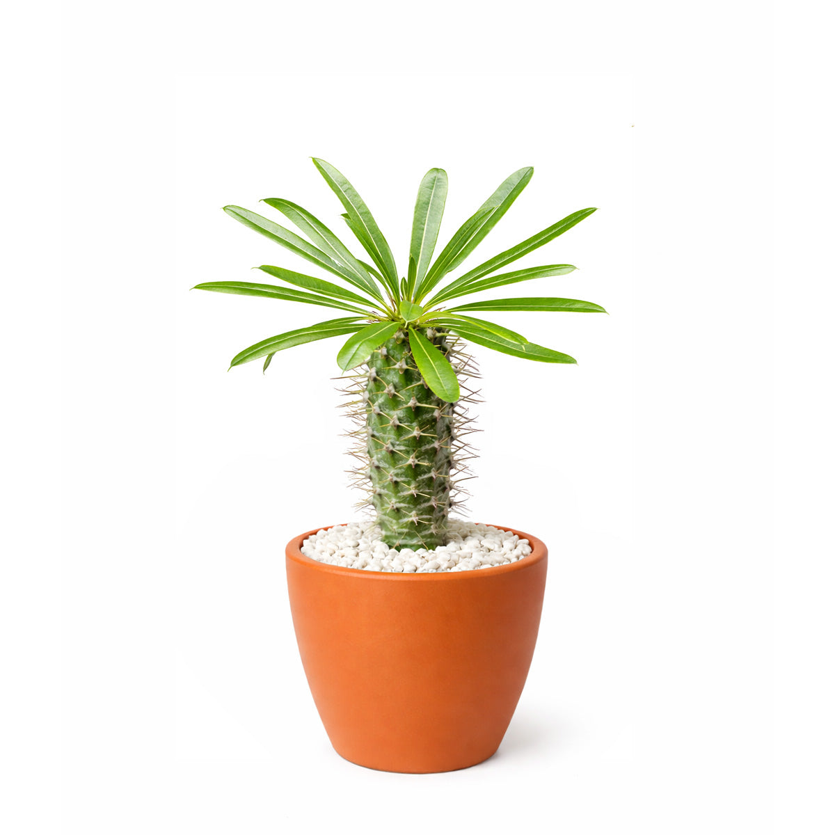 Pachypodium 'lamerei', Madagascar Palm, 4 inch unique live houselant, decorative houseplants, indoor plants for sale