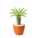 Pachypodium 'lamerei', Madagascar Palm, 6 inch unique live houselant, decorative houseplants, indoor plants for sale