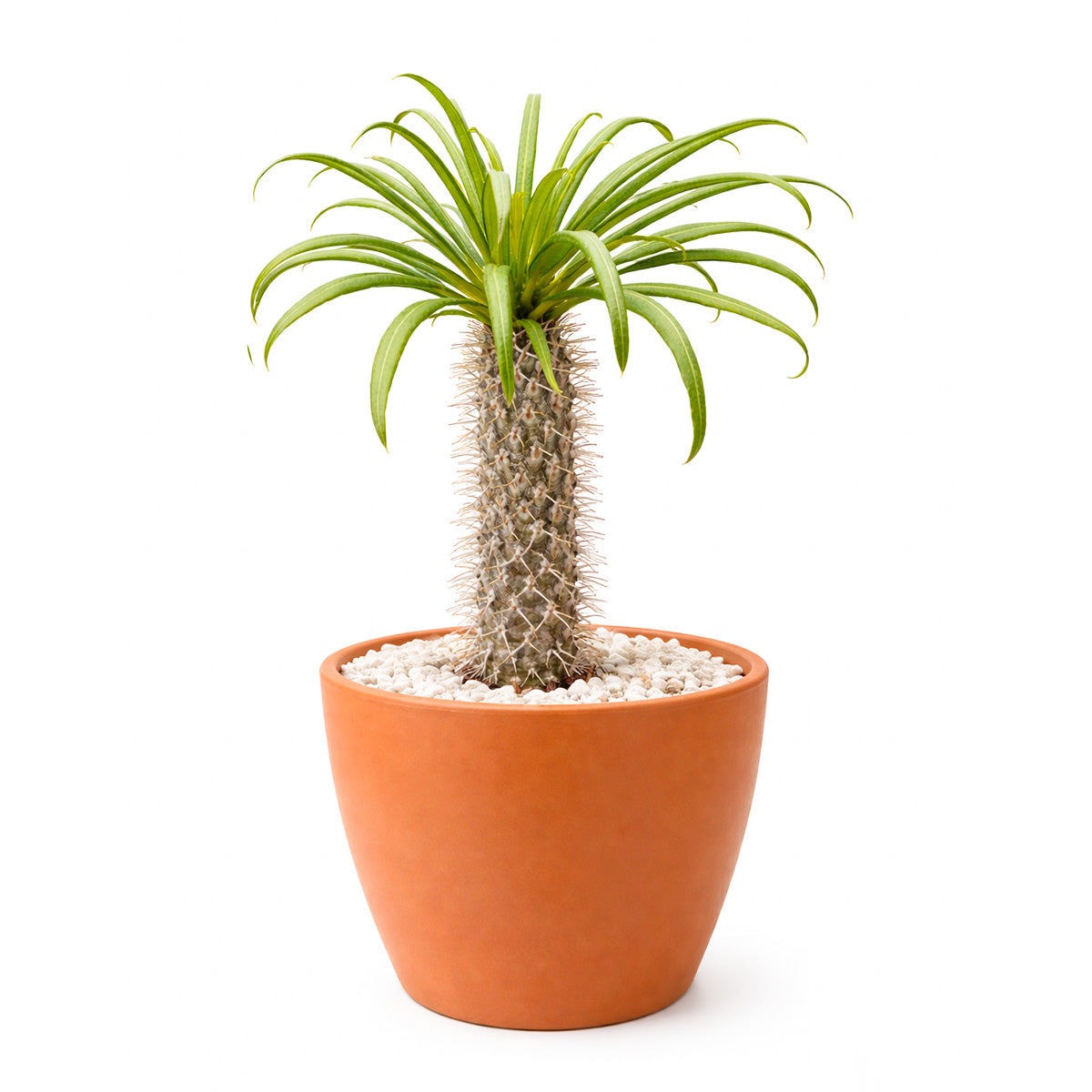 Pachypodium 'lamerei', Madagascar Palm, 6 inch unique live houselant, decorative houseplants, indoor plants for sale