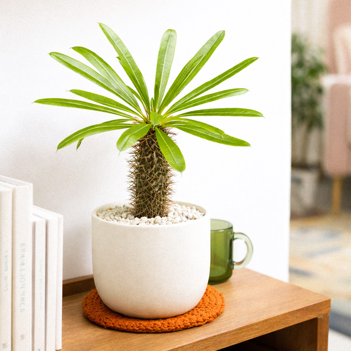 Pachypodium 'lamerei', Madagascar Palm, 4 inch unique live houselant, decorative houseplants, indoor plants for sale