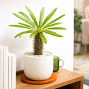 Pachypodium 'lamerei', Madagascar Palm, 6 inch unique live houselant, decorative houseplants, indoor plants for sale