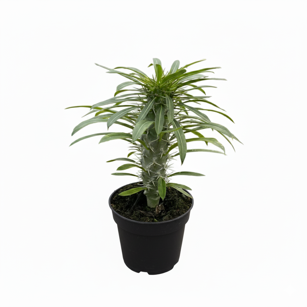 Pachypodium &#39;lamerei&#39;, Madagascar Palm, 4 inch unique live houselant, decorative houseplants, indoor plants for sale