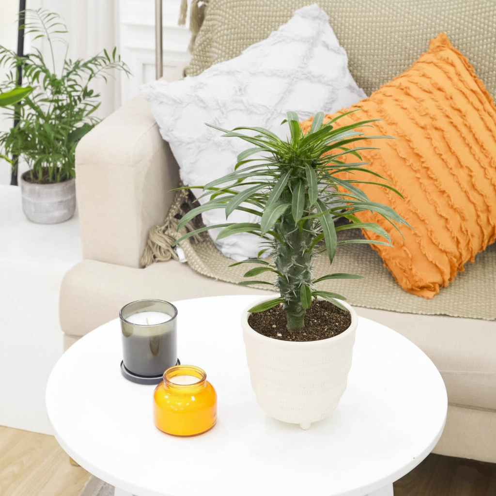buy indoor palm plants online Pachypodium 'lamerei' (Madagascar Palm)