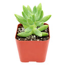 buy pachysedum 'frank venz' live succulent 2 inch online, tall rosette succulent with thick lime green leaves flushing orange-red under bright light, faint textured leaf lines, crystalline architectural silhouette, drought tolerant and easy care, elegant sculptural centerpiece for a sunny windowsill or modern shelf, makes a unique and lasting gift for succulent lovers