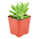 buy pachysedum 'frank venz' live succulent 2 inch online, tall rosette succulent with thick lime green leaves flushing orange-red under bright light, faint textured leaf lines, crystalline architectural silhouette, drought tolerant and easy care, elegant sculptural centerpiece for a sunny windowsill or modern shelf, makes a unique and lasting gift for succulent lovers