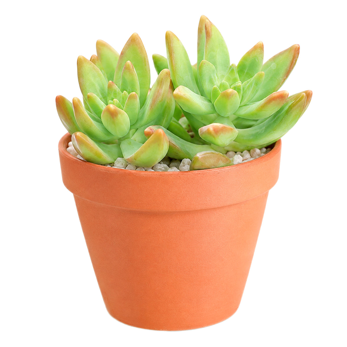 buy pachysedum 'frank venz' live succulent 2 inch online, tall rosette succulent with thick lime green leaves flushing orange-red under bright light, faint textured leaf lines, crystalline architectural silhouette, drought tolerant and easy care, elegant sculptural centerpiece for a sunny windowsill or modern shelf, makes a unique and lasting gift for succulent lovers
