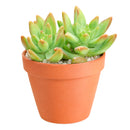 buy pachysedum 'frank venz' live succulent 2 inch online, tall rosette succulent with thick lime green leaves flushing orange-red under bright light, faint textured leaf lines, crystalline architectural silhouette, drought tolerant and easy care, elegant sculptural centerpiece for a sunny windowsill or modern shelf, makes a unique and lasting gift for succulent lovers