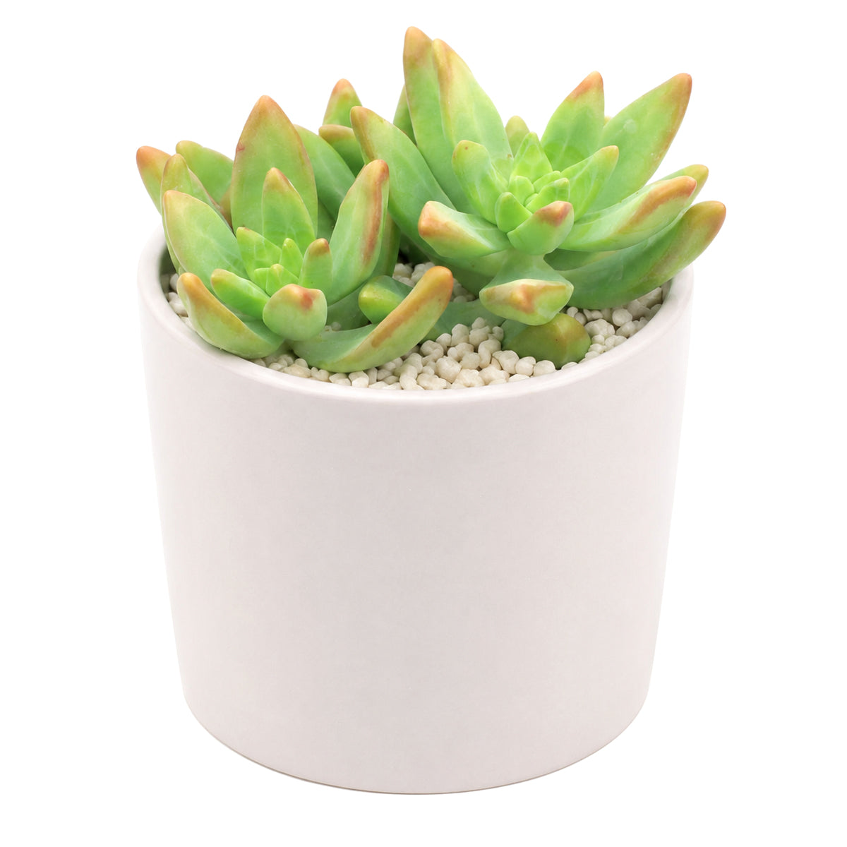 buy pachysedum 'frank venz' live succulent 2 inch online, tall rosette succulent with thick lime green leaves flushing orange-red under bright light, faint textured leaf lines, crystalline architectural silhouette, drought tolerant and easy care, elegant sculptural centerpiece for a sunny windowsill or modern shelf, makes a unique and lasting gift for succulent lovers