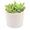 buy pachysedum 'frank venz' live succulent 2 inch online, tall rosette succulent with thick lime green leaves flushing orange-red under bright light, faint textured leaf lines, crystalline architectural silhouette, drought tolerant and easy care, elegant sculptural centerpiece for a sunny windowsill or modern shelf, makes a unique and lasting gift for succulent lovers