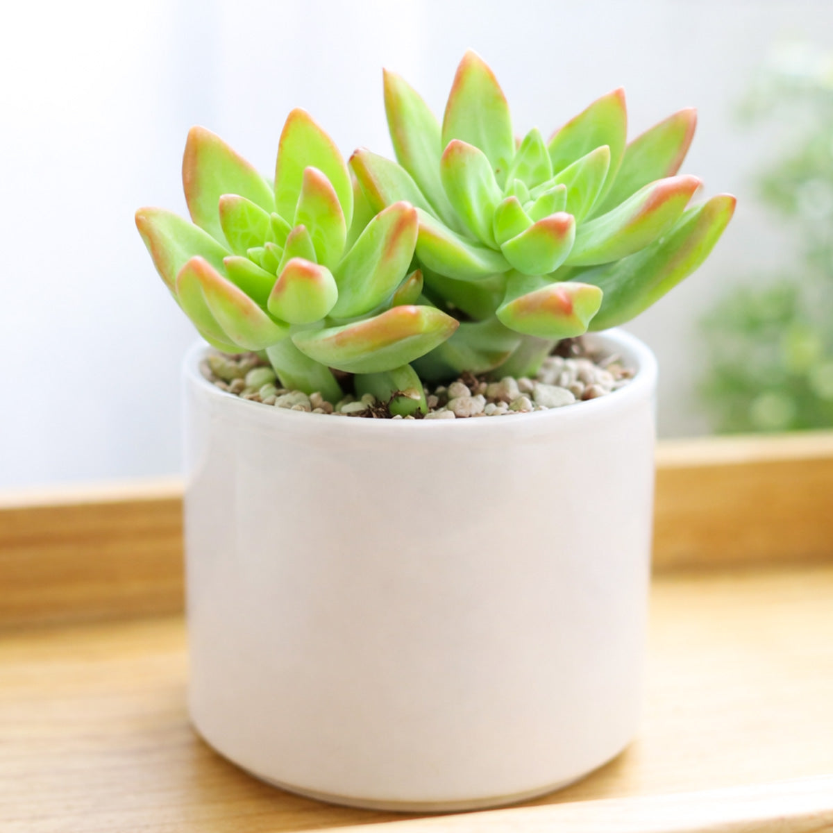 2 inch Pachysedum 'Frank Venz', green succulents, indoor succulents, succulent care guide, buy succulents online