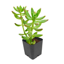 buy pachysedum 'frank venz' live succulent 2 inch online, tall rosette succulent with thick lime green leaves flushing orange-red under bright light, faint textured leaf lines, crystalline architectural silhouette, drought tolerant and easy care, elegant sculptural centerpiece for a sunny windowsill or modern shelf, makes a unique and lasting gift for succulent lovers