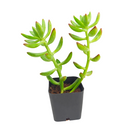 buy pachysedum 'frank venz' live succulent 2 inch online, tall rosette succulent with thick lime green leaves flushing orange-red under bright light, faint textured leaf lines, crystalline architectural silhouette, drought tolerant and easy care, elegant sculptural centerpiece for a sunny windowsill or modern shelf, makes a unique and lasting gift for succulent lovers