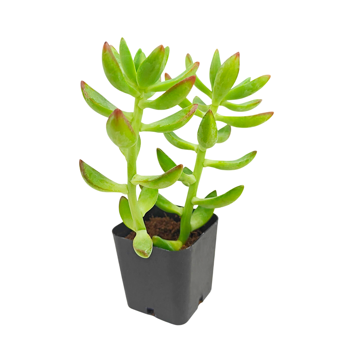 buy pachysedum 'frank venz' live succulent 2 inch online, tall rosette succulent with thick lime green leaves flushing orange-red under bright light, faint textured leaf lines, crystalline architectural silhouette, drought tolerant and easy care, elegant sculptural centerpiece for a sunny windowsill or modern shelf, makes a unique and lasting gift for succulent lovers