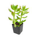buy pachysedum 'frank venz' live succulent 2 inch online, tall rosette succulent with thick lime green leaves flushing orange-red under bright light, faint textured leaf lines, crystalline architectural silhouette, drought tolerant and easy care, elegant sculptural centerpiece for a sunny windowsill or modern shelf, makes a unique and lasting gift for succulent lovers