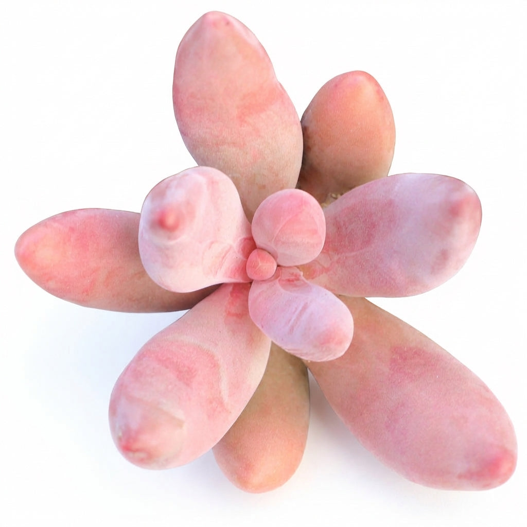 Rare Pachysedum Ganzhou Succulent – Unique Pink Succulents