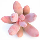 Pachysedum Ganzhou