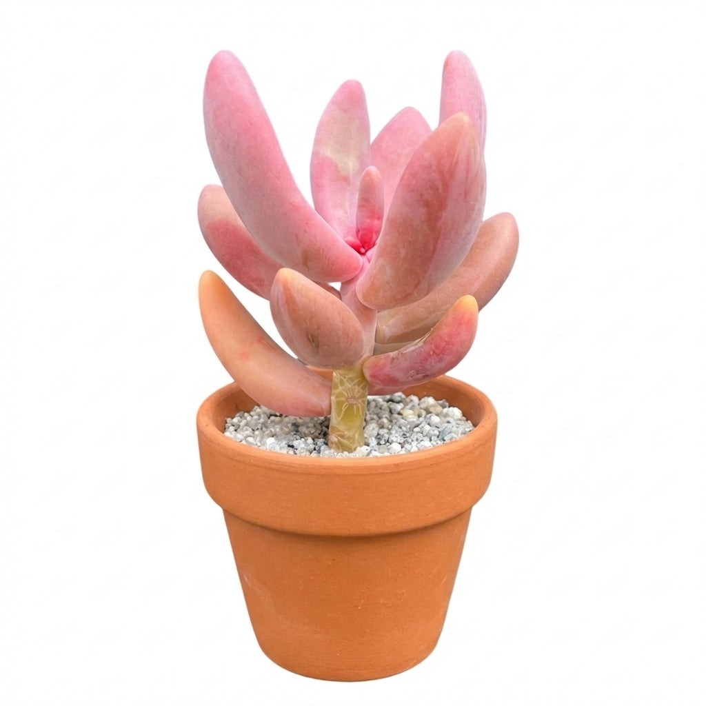 Pachysedum Ganzhou