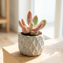buy pachysedum ganzhou live succulent 2 inch online, ornamental fleshy foliage with rich jade and maroon coloration creating natural variegated appearance, slow-growing miniature rosette ideal for collectors and limited space gardeners, prefers direct sun but adapts gracefully to lower light with consistent rotation, heat-tolerant variety sensitive to air conditioning and heating system proximity, exceptional terrarium and shelf decor accent, unique living gift for succulent enthusiasts