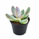 Pachysedum 'Ganzhou'