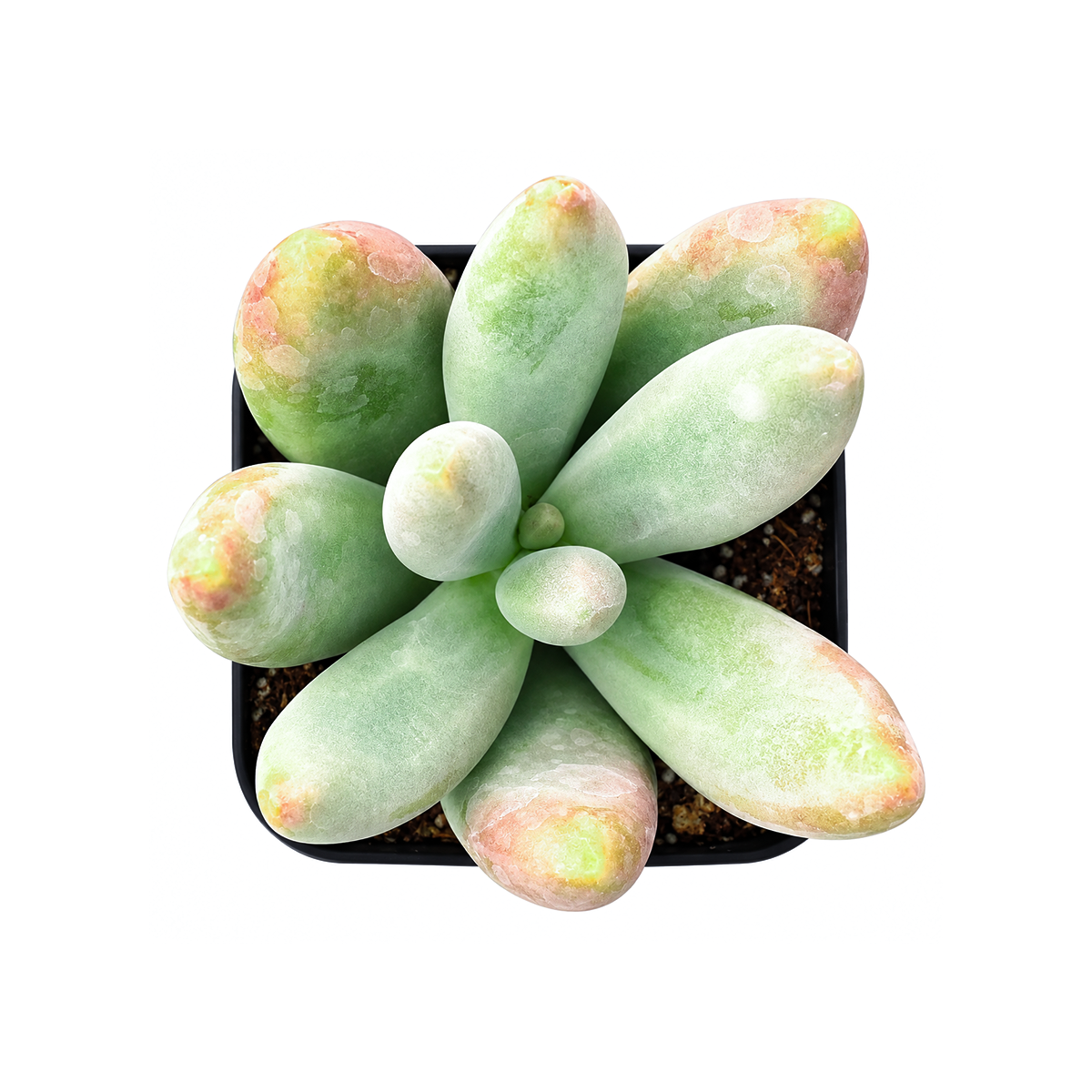 Buy Pachysedum 'Ganzhou' succulent online. This unique hybrid succulent adds texture and character with its fleshy leaves and compact form. Easy to grow in bright light with well-draining soil and occasional watering.