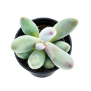 Pachysedum 'Ganzhou'
