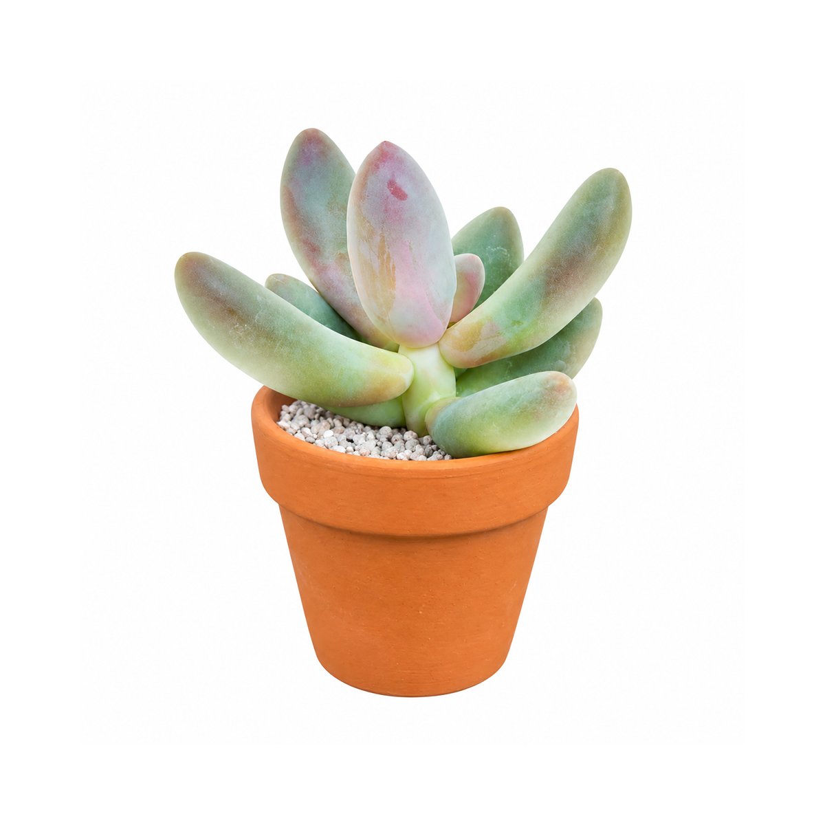 Buy Pachysedum 'Ganzhou' live succulent online. This easy-care succulent has thick, fleshy foliage and a neat compact shape, making it ideal for plant collections and indoor displays. Provide bright light and well-draining soil.