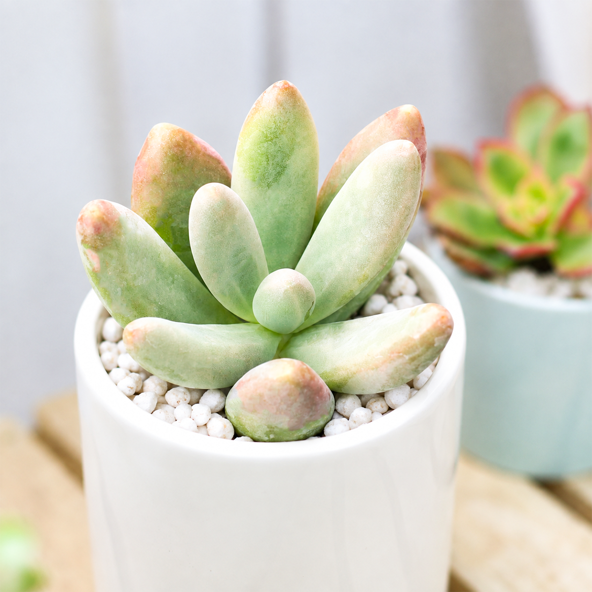 Buy Pachysedum 'Ganzhou' live plant online. This compact succulent features plump, fleshy leaves with attractive green tones. Easy to care for, it thrives in bright light, well-draining soil, and occasional watering.