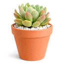 Pachyveria 'Scheideckeri' in California, How to grow Pachyveria 'Scheideckeri', rare succulents, rare succulents for sale, unique succulents