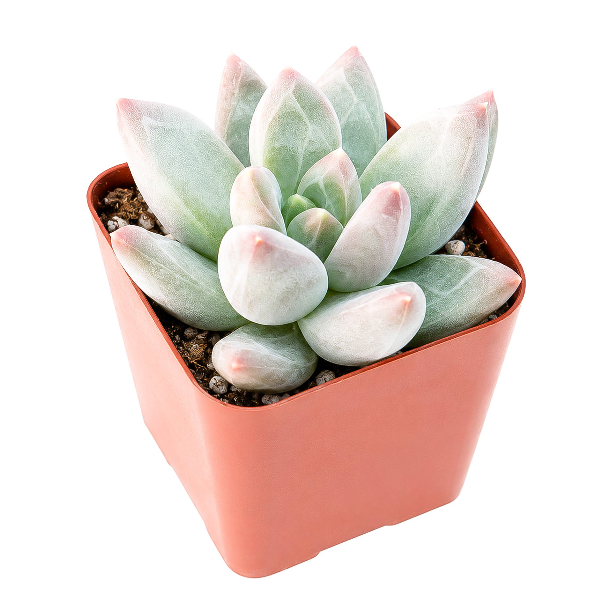 4" Pachyveria 'Bea' for sale. Known for its graceful rosette form and attractive fleshy foliage, this succulent adds timeless beauty to any indoor plant arrangement. It thrives with bright light, good drainage, and minimal watering throughout the growing season. A perfect choice for collectors and anyone looking for an easy-care ornamental succulent.