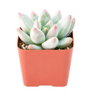 Buy 2" Pachyveria 'Bea' online. This beautiful succulent forms a compact rosette of thick, fleshy leaves with soft pastel tones that add elegance to any space. It thrives in bright, indirect light with well-draining soil and occasional watering. A lovely choice for succulent collections, office desks, or sunny windowsills.
