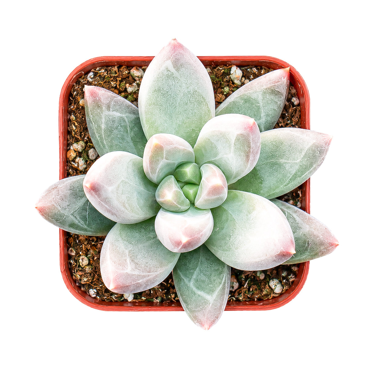 2" Pachyveria 'Bea' for sale. Featuring neatly arranged rosettes and smooth, plump leaves, this charming succulent brings a clean, modern look to any indoor plant display. It grows best in bright conditions with a fast-draining cactus mix and minimal watering. Perfect for decorative planters, shelves, or thoughtful gifts for plant lovers.