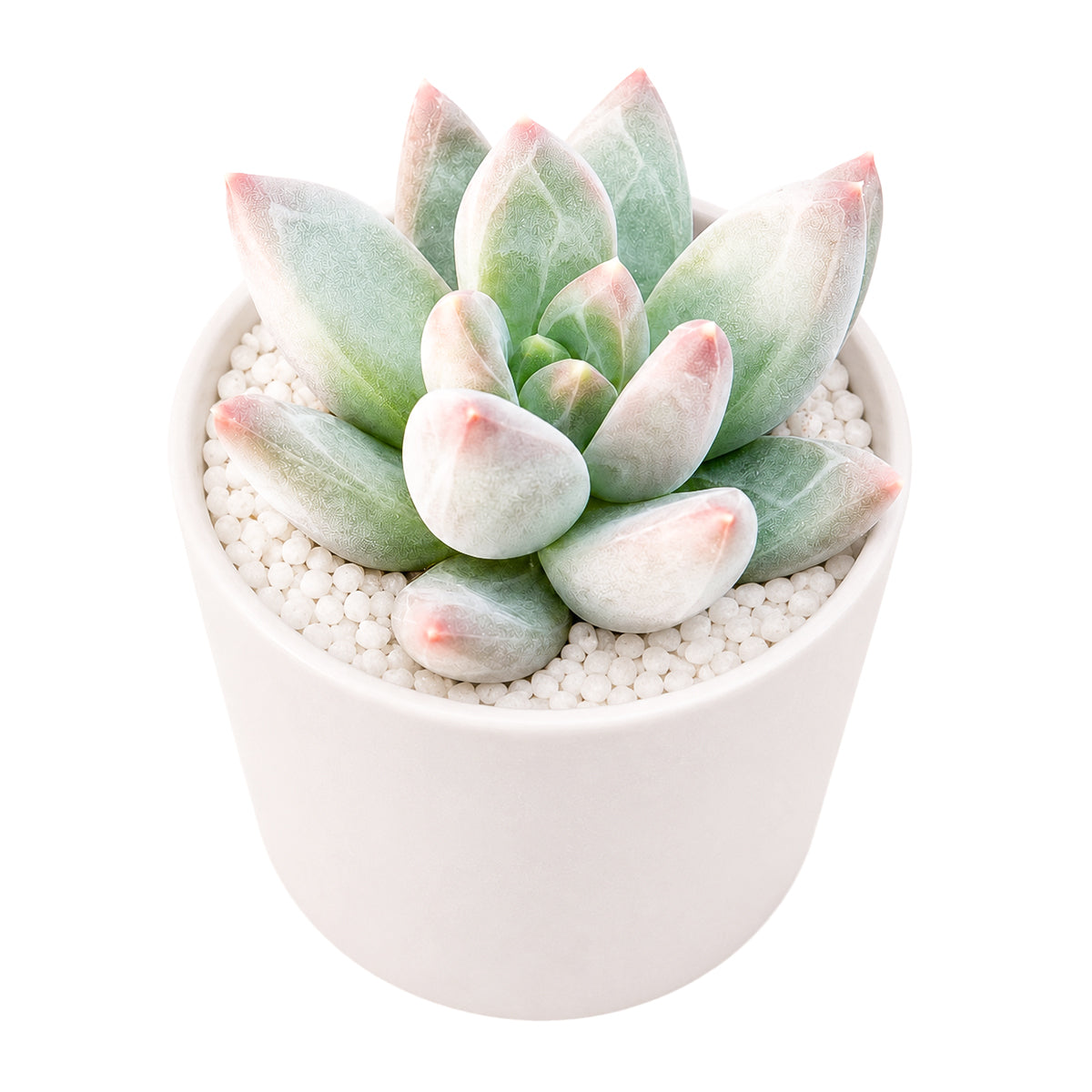 Buy 2" Pachyveria 'Bea' online. This eye-catching hybrid is admired for its symmetrical rosette and subtle coloration that becomes even more attractive with proper sunlight. It requires bright light, well-draining soil, and light watering after the soil has completely dried. An excellent addition to succulent gardens or as a standout specimen in any collection.
