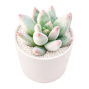 Buy 2" Pachyveria 'Bea' online. This beautiful succulent forms a compact rosette of thick, fleshy leaves with soft pastel tones that add elegance to any space. It thrives in bright, indirect light with well-draining soil and occasional watering. A lovely choice for succulent collections, office desks, or sunny windowsills.