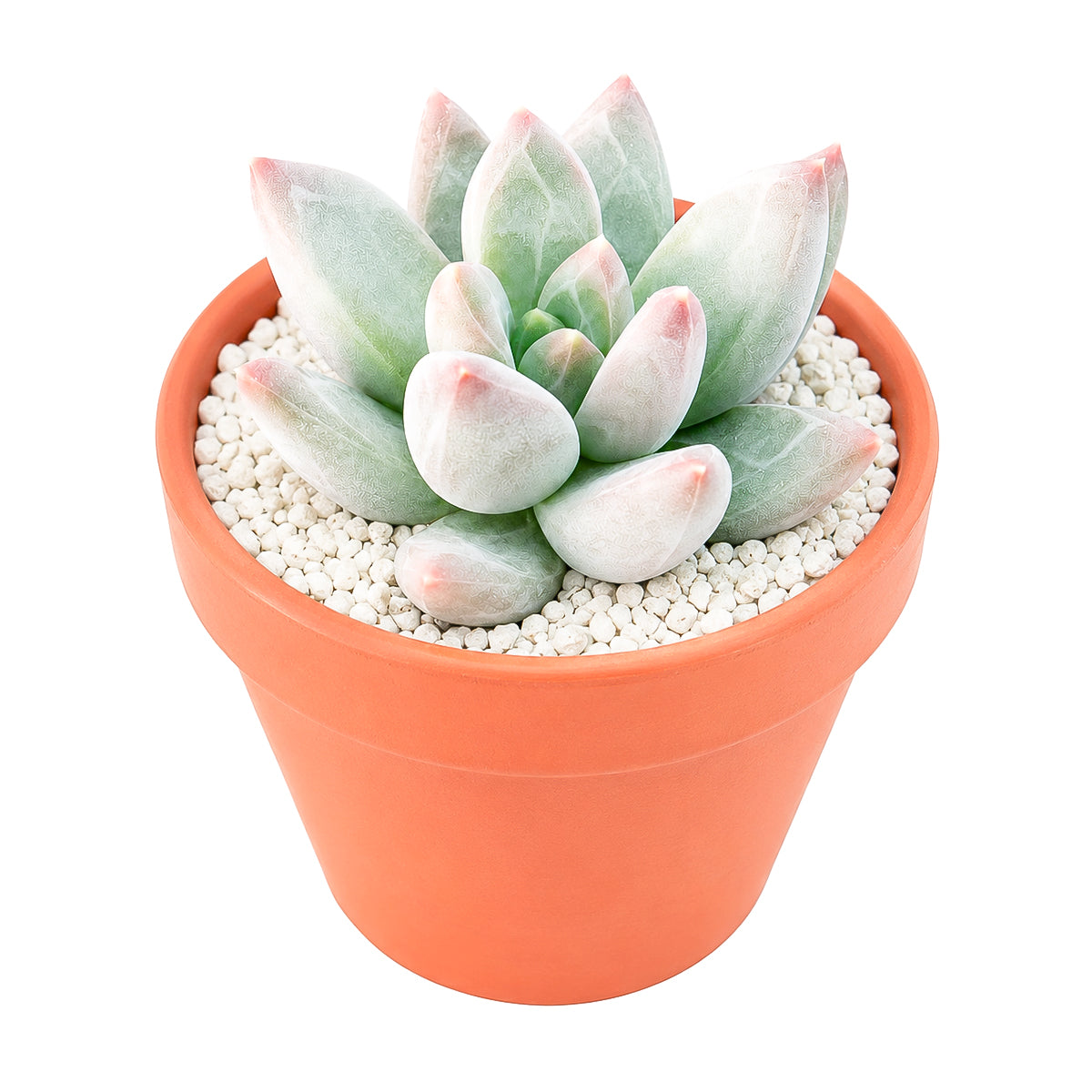 Buy 2" Pachyveria 'Bea' online. This beautiful succulent forms a compact rosette of thick, fleshy leaves with soft pastel tones that add elegance to any space. It thrives in bright, indirect light with well-draining soil and occasional watering. A lovely choice for succulent collections, office desks, or sunny windowsills.