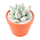 Buy 2" Pachyveria 'Bea' online. This beautiful succulent forms a compact rosette of thick, fleshy leaves with soft pastel tones that add elegance to any space. It thrives in bright, indirect light with well-draining soil and occasional watering. A lovely choice for succulent collections, office desks, or sunny windowsills.