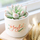 2 inch Pachyveria 'Bea', green succulents, indoor succulents, succulent care guide, buy succulents online