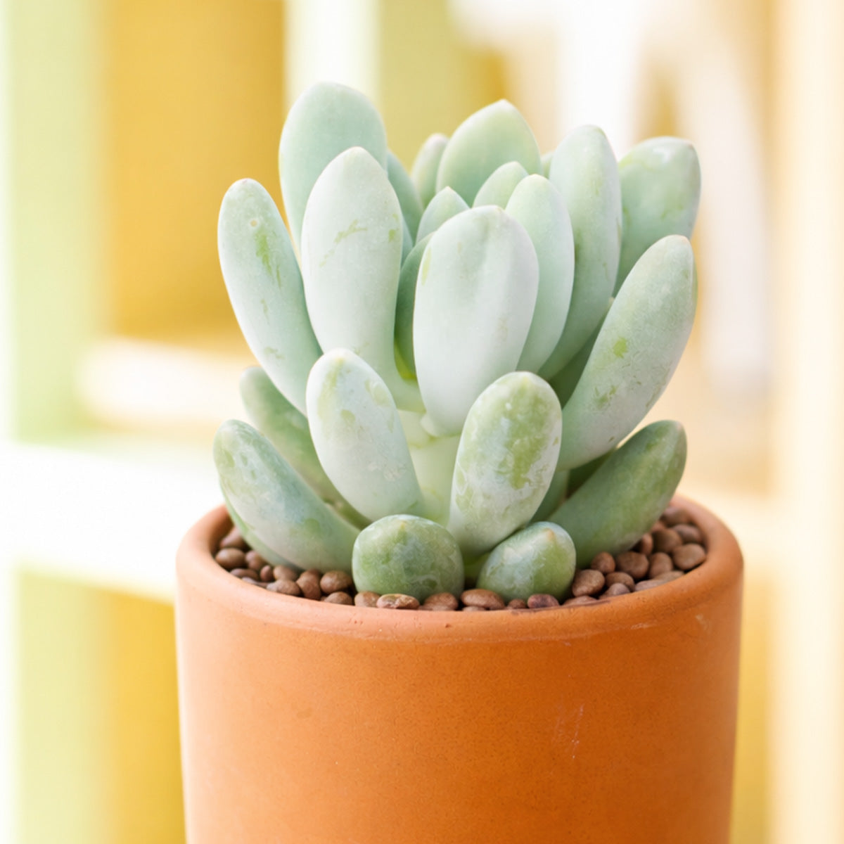 Pachyveria 'Scheideckeri' in California, How to grow Pachyveria 'Scheideckeri', rare succulents, rare succulents for sale, unique succulents
