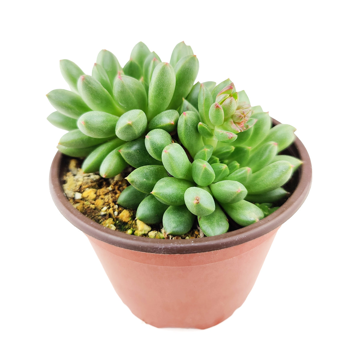 succulent tones Pachyveria 'Jewel Tones' - Succulent Care Guide