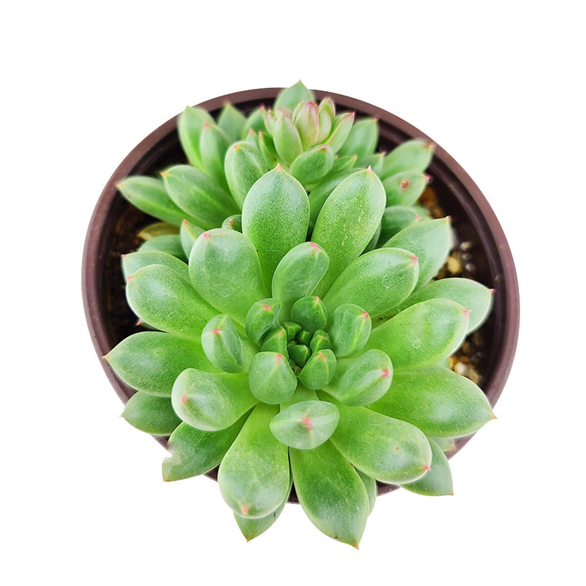 How to grow pachyveria glauca, rare succulents, rare succulents for sale, unique succulents, buy succulents online