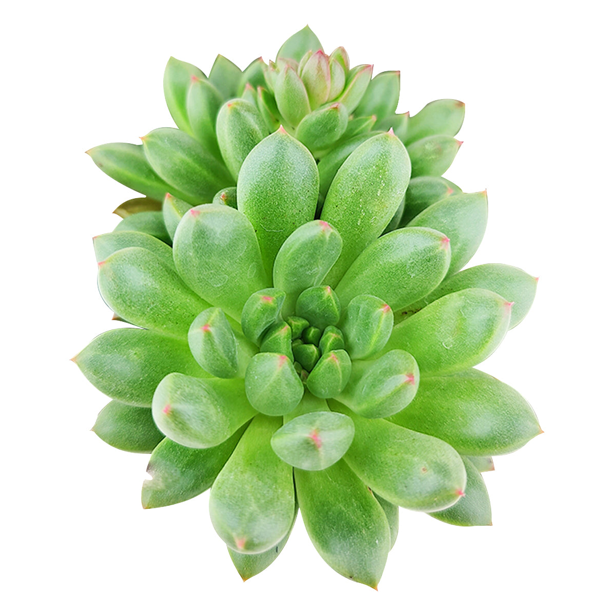 succulent tones Pachyveria 'Jewel Tones'