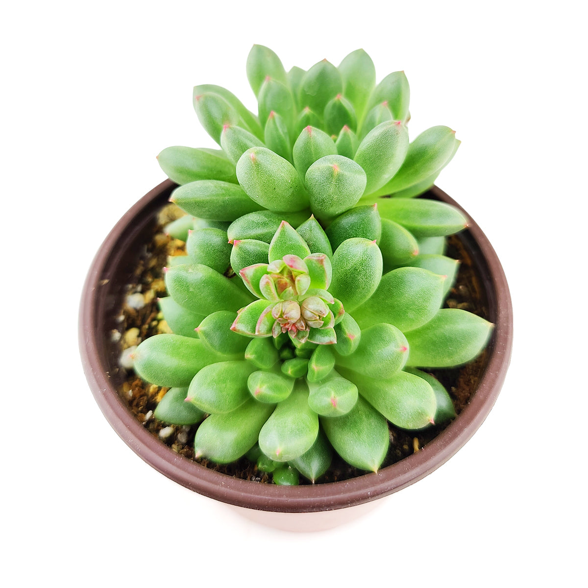 succulent jewels Pachyveria 'Jewel Tones' - Succulent Care Guide