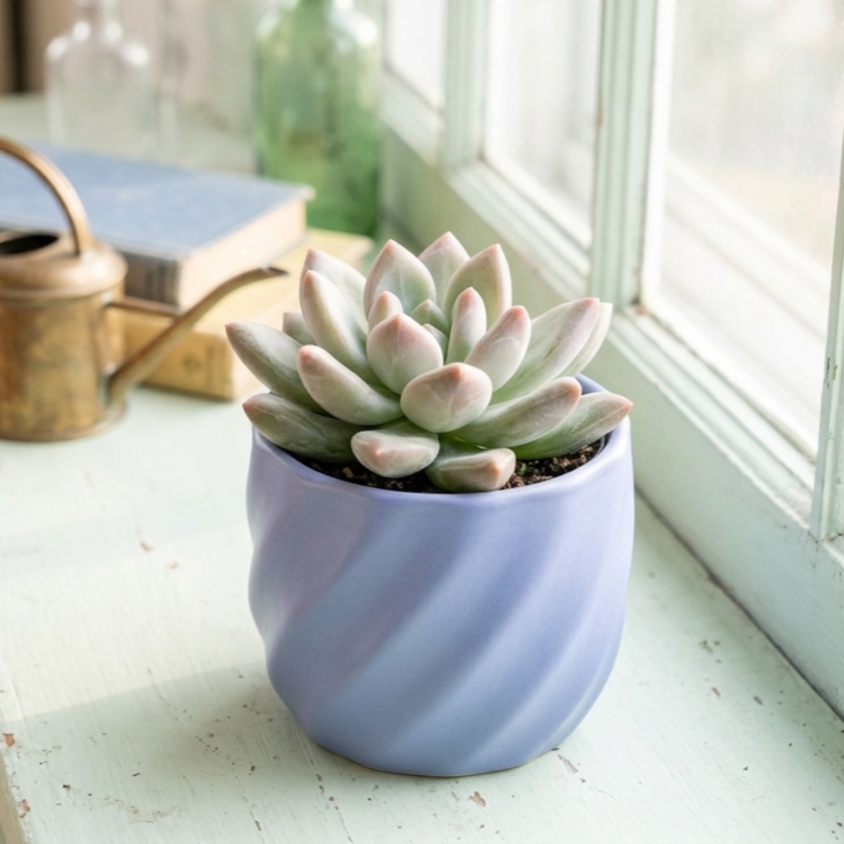 buy pachyveria 'bea' live succulent 2 inch online, frosty blue pointed leaves forming tight rosette, faceted leaf texture like cut gemstone, slow growing hybrid plant, drought tolerant care requirements, perfect desktop conversation starter, thoughtf