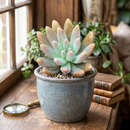 8-pack of 2" live plants for sale. Pick eight favorite plants and enjoy a variety of compact plants in 2" pots. Great for plant collections, gifting, decorating small spaces, and indoor gardening.
