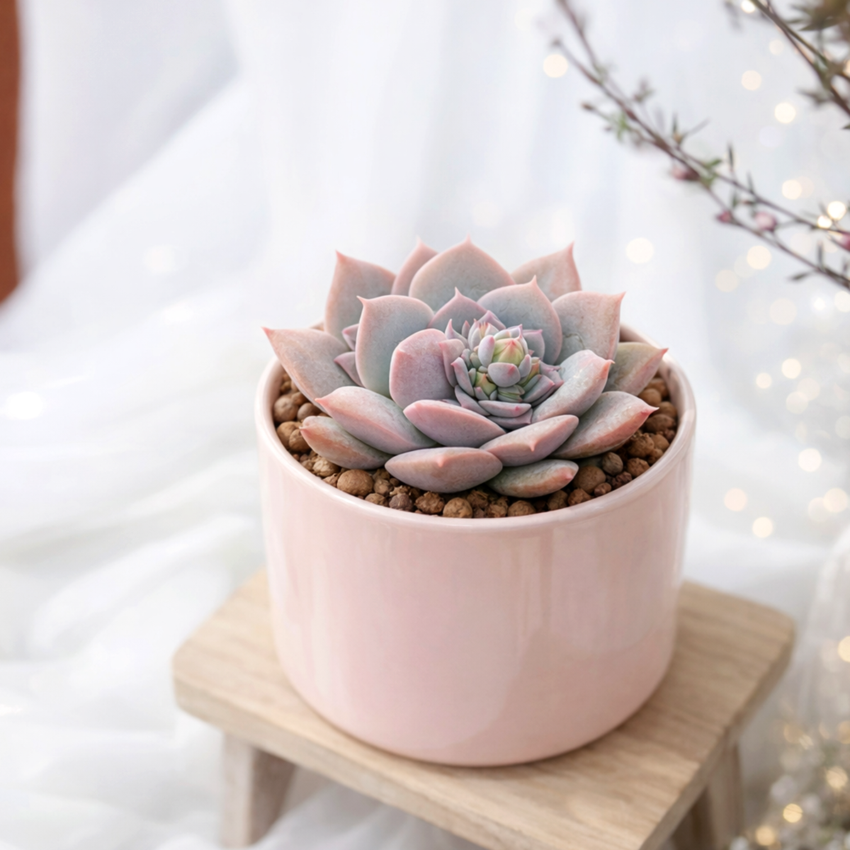 2 inch Pachyveria Calypso, purple succulents, indoor succulents, succulent care guide, buy succulents online