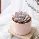 2 inch Pachyveria Calypso, purple succulents, indoor succulents, succulent care guide, buy succulents online