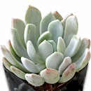 Pachyveria 'Clavifolia' - Jeweled Crown in a plastic pot, green succulents, indoor outdoor succulents, succulent care guide, buy succulents online