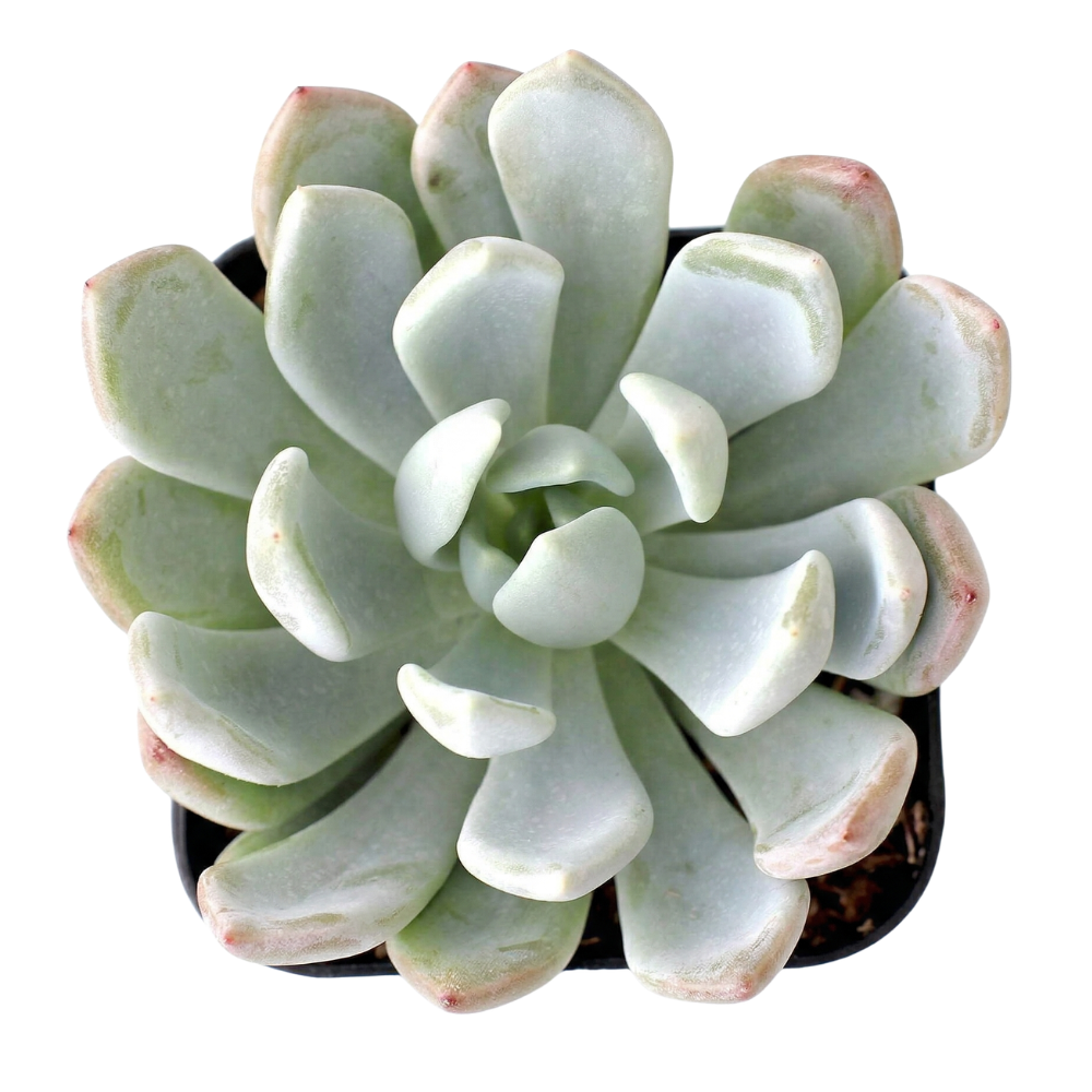 Close-up of a Pachyveria 'Clavifolia' - Jeweled Crown, green succulents, indoor outdoor succulents, succulent care guide, buy succulents online