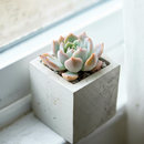 2 inch Pachyveria 'Hanabijin', green succulents, indoor succulents, succulent care guide, buy succulents online